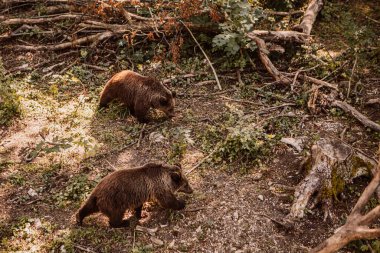 Grizzly brown bears in the wild forest park. Beautiful landscape with predator animal. Ursus arctos habitat walking wildland looking for blueberry, broken trees trunk branches.