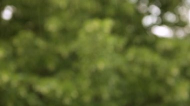 Tam odaklı HD görüntüler. Ağacın üzerine sağanak yağmur yağıyor. Sağanak yağış sırasında yeşil yapraklara şiddetli yağmur damlaları düşer. Gökten taze su damlacıkları, sokaklarda esen rüzgar.