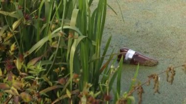 Yeşil ördek otu halılarıyla kaplı göl ya da göl. Kirli kirli su, üzerinde plastik şişe var. Ekolojik sorun, şehirdeki nehir bataklığında yüzen enkaz. Çevre kirliliği