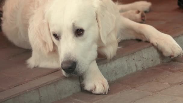 Beeldmateriaal Video Witte Pluizige Hond Labrador Retriever Liggend Grond — Stockvideo