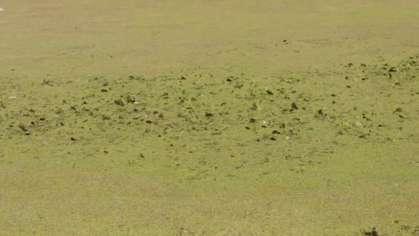 池塘或湖面上覆盖着绿色的浮藻地毯 被污染的积水 生态问题 瓦砾漂浮在城市的河流沼泽地上 环境污染概念 — 图库视频影像