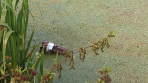 Estanque Lago Cubierto Con Alfombras Pato Verde Agua Sucia Contaminada — Vídeo de stock