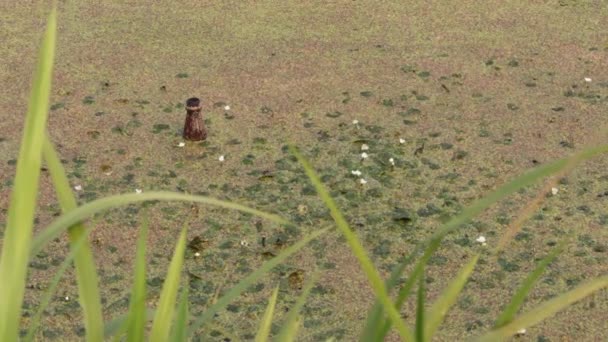 양탄자로 연못이다 더러운 플라스틱 놓았습니다 생태적 도시의 유역에서 떠다니는 — 비디오