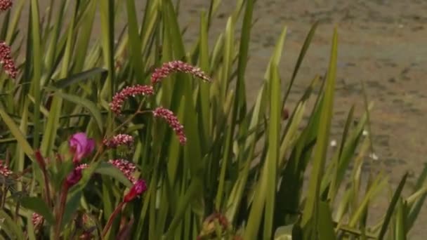 Estanque Lago Cubierto Con Alfombras Pato Verde Agua Estancada Contaminada — Vídeos de Stock