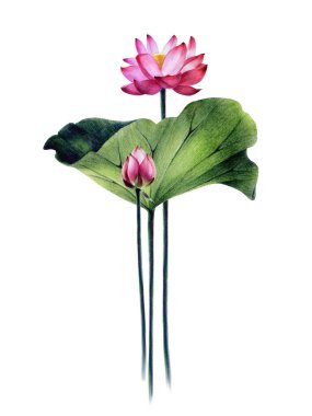 İllüstrasyon, pembe Mısır lotusu posteri. Banner Water Pembe Zambak. Yapraklı, saplı, tomurcuklu çiçek. Beyaz arka planda izole edilmiş, kalemli ve suluboyalı el çizimi..