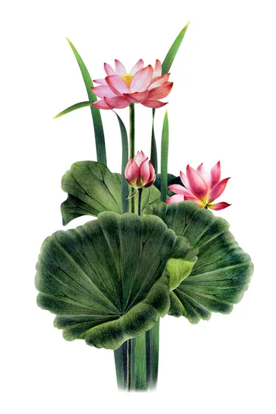 Lótusz Virágok Levelek Egy Csokor Vízililiom Festett Akvarell Ceruza Akvarell — Stock Fotó