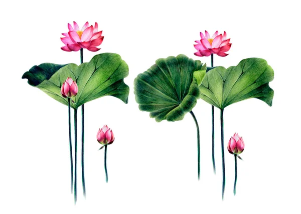 Lótusz Virágok Levelek Egy Csokor Vízililiom Festett Akvarell Ceruza Akvarell — Stock Fotó