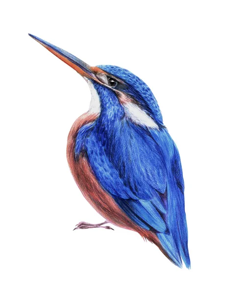 Blue Kingfisher Bird Drawing Bird Illustration Realistic Bird Drawing Hand — Stock Photo, Image