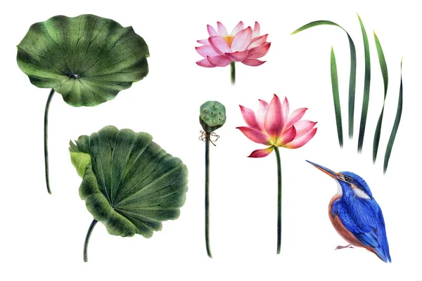 꽃봉오리 물총새 수채화 연필로 손으로 플로우 스타일적 과외진 물체의 집합을 — 스톡 사진
