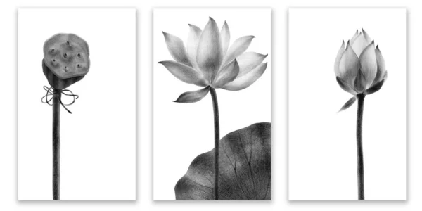 Lotus Flowers Leaves Posters Water Lilies Drawn Pencil Monochrome Image Stock Photo