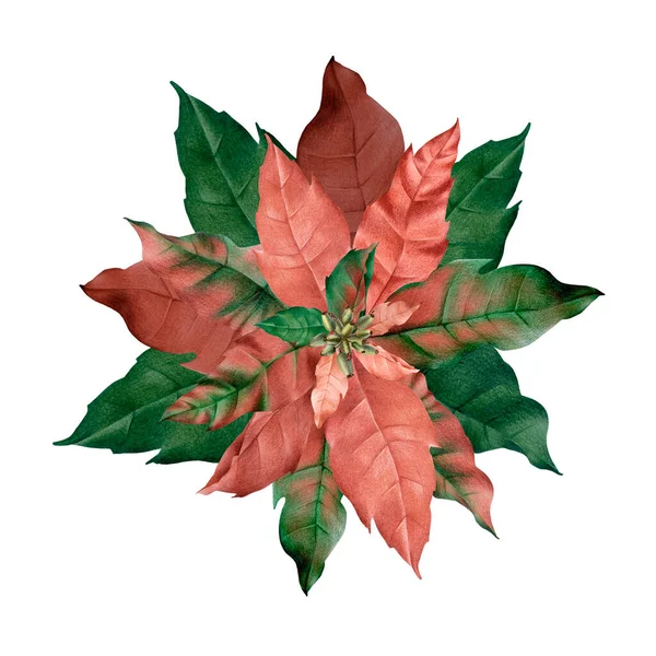 Ботанический Рисунок Цветок Рождественской Пуансеттии Цветок Зимней Пуансеттии Реалистичном Стиле — стоковое фото