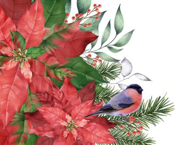 Parlak raster çizimi. Boğa ispinozu, Poinsettia 'nın dallarına oturur. Noel illüstrasyonu. Kış teması. Noel arifesi. Boğa ispinozu ve Noel bitkilerinin resmi.