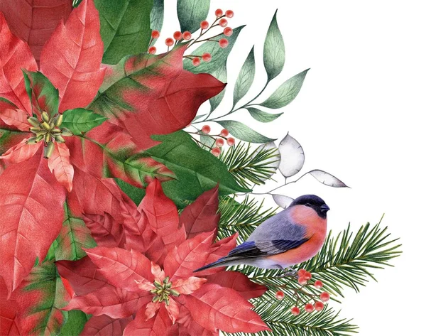 Bright Raster Illustration Bullfinch Sits Branches Poinsettia Christmas Illustration Winter — Stock Photo, Image