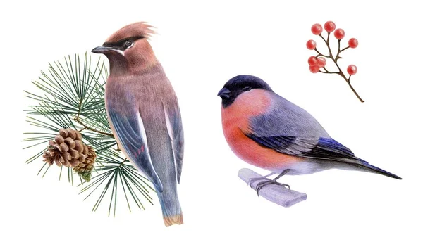Set Kuş Ispinoz Ispinoz Resimli Kırmızı Böğürtlen Dalı Renkli Pastel - Stok İmaj