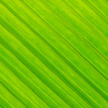 Hindistan cevizi yaprakları.