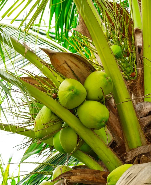 코코넛. — 스톡 사진
