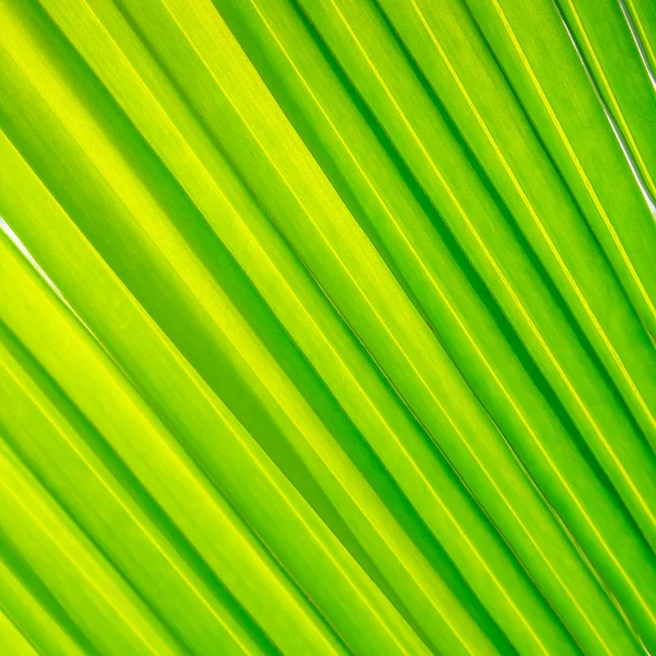 코코넛 잎. — 스톡 사진