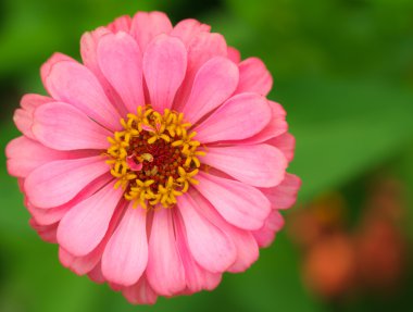 Kapat-zinnia.