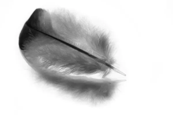 Feather. — Stock Photo, Image