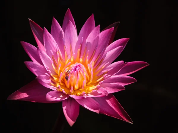 Lotus. — Stok fotoğraf