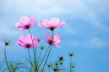 çiçekler cosmo.