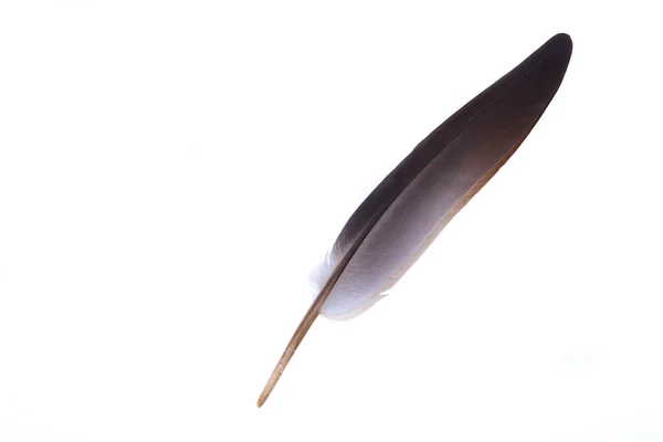 Feather. — Stock Photo, Image