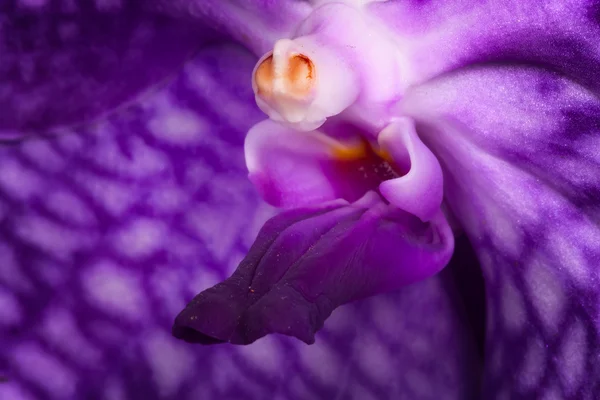 Pollen Vanda. — Stock Photo, Image