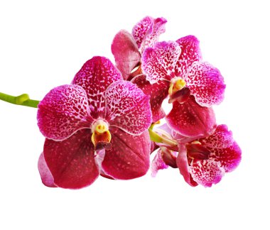 Vanda kırmızı.