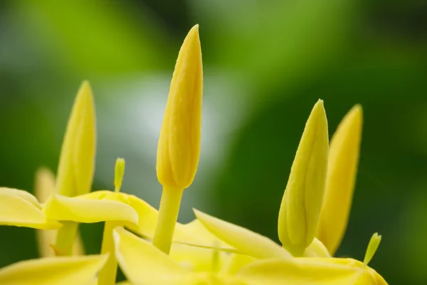 Sárga virágok. — Stock Fotó