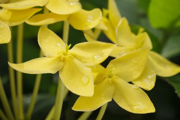 Sárga virágok. — Stock Fotó