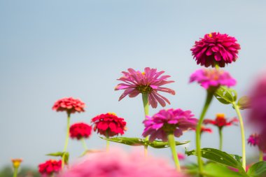 vahşi zinnia.