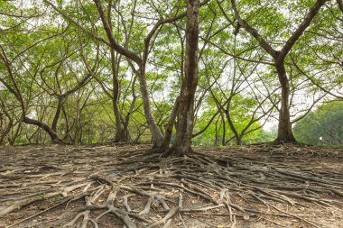 Wild banyan roots. clipart