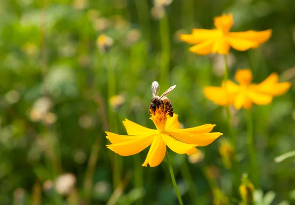 Blumen und Bienen. — Stockfoto