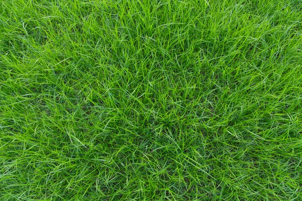 Short grass. — Stock Photo, Image