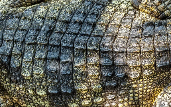 Crocodilo. — Fotografia de Stock