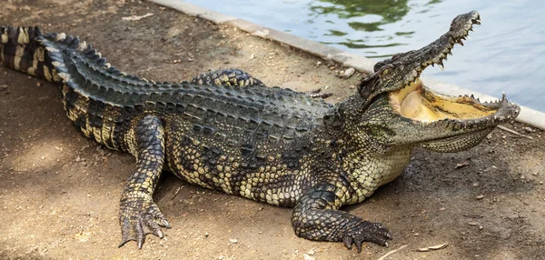 Krokodil. — Stockfoto