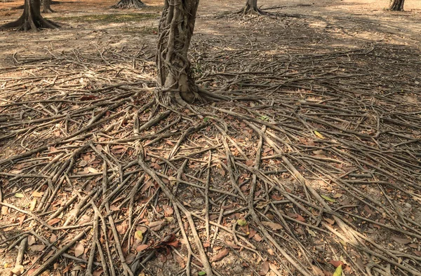 Άγρια banyan ρίζες. — Φωτογραφία Αρχείου