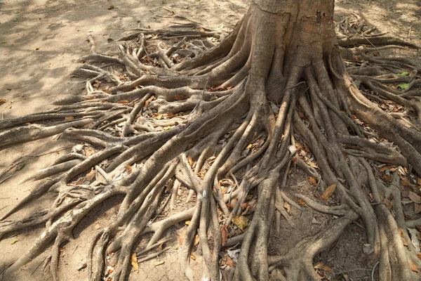 Vahşi banyan kökleri. — Stok fotoğraf