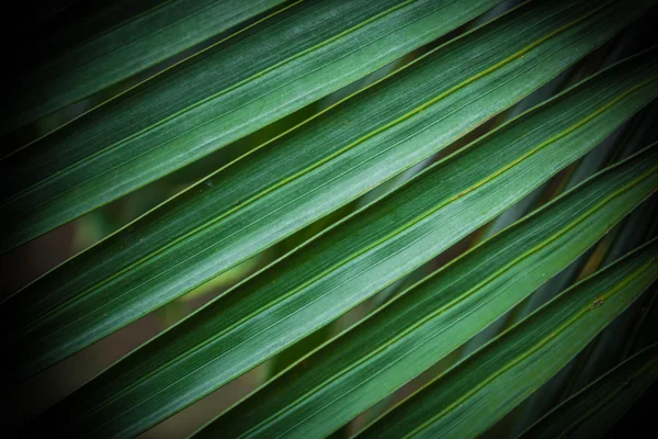 Folhas de coco . — Fotografia de Stock