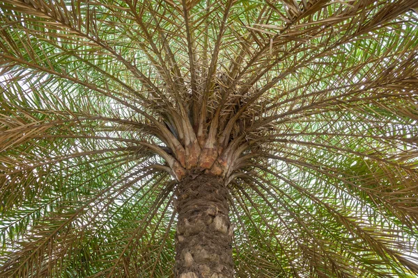 Betelnötter palm. — Stockfoto