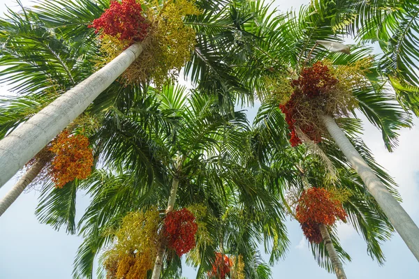 Betel palm. — Zdjęcie stockowe