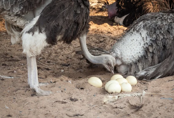 Ostrich. — Stock Photo, Image