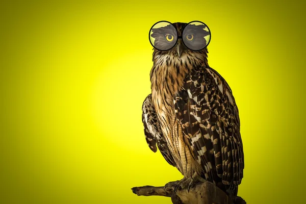 Owl glasses. — Stock Photo, Image