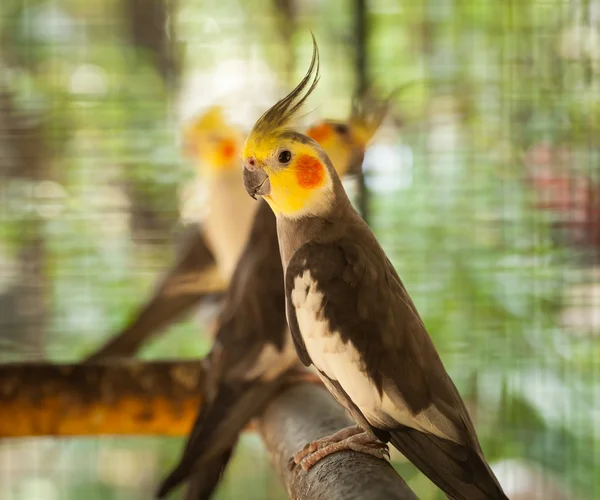 Nymphicus hollandicus. — Stok fotoğraf