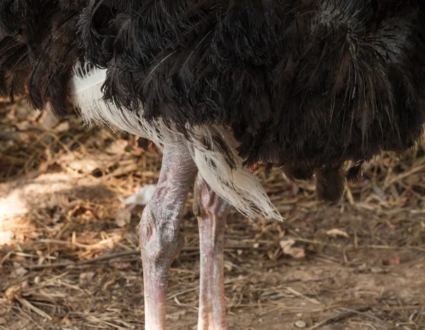 Ostrich. — Stock Photo, Image