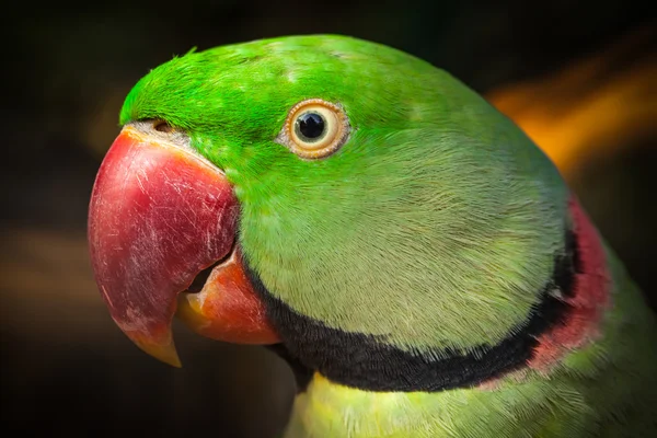 Pappagallo. — Foto Stock