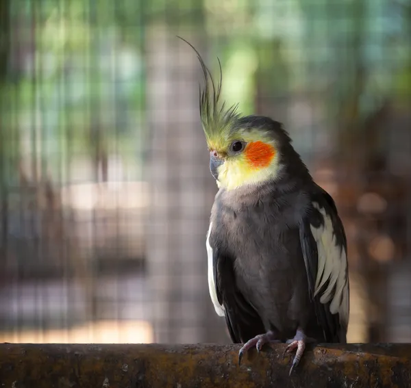 Nymphicus hollandicus. — Foto de Stock