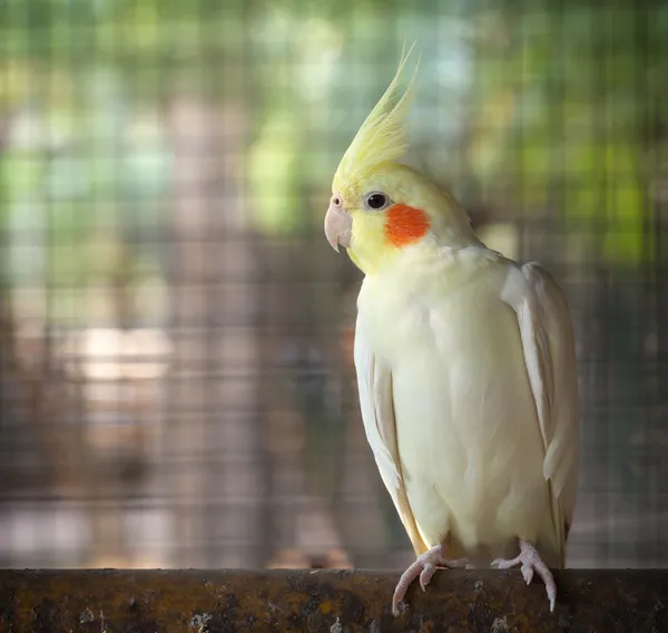 Nymphicus hollandicus. — Stok fotoğraf