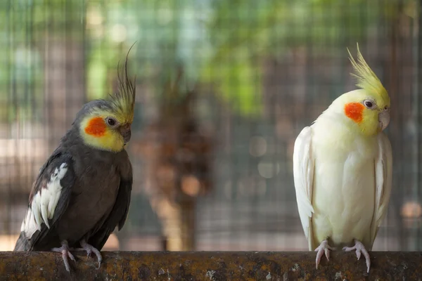 Nymphicus hollandicus. — Stok fotoğraf