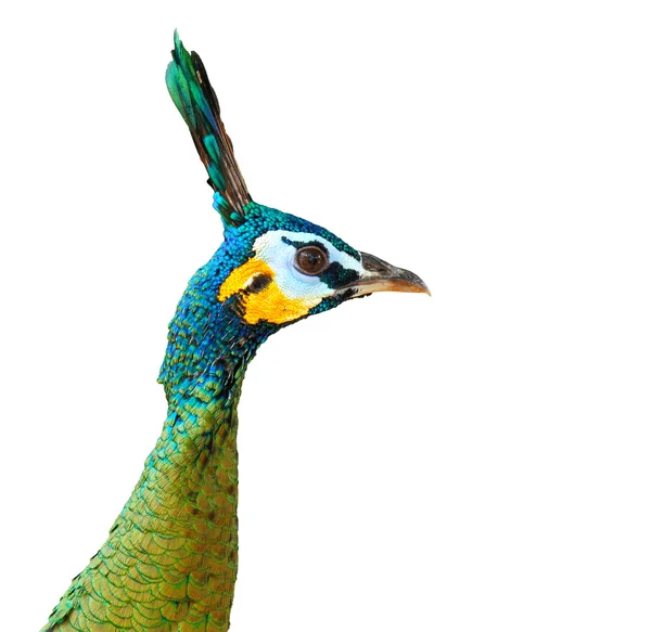 Peacock. — Stock Photo, Image